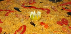 Paella valenciada